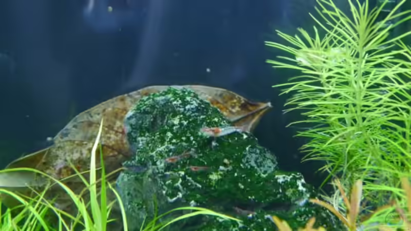 Rilli Sakura Jungtiere Rilli Sakura Jungtiere