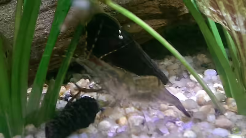 Erlenzapfen im Aquarium verwenden (Einrichtungsbeispiele, die Erlenzapfen anwenden)