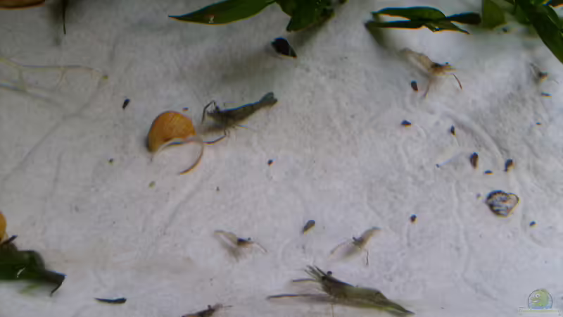 Aquarien mit Macrobrachium assamense (Ringelhandgarnele)