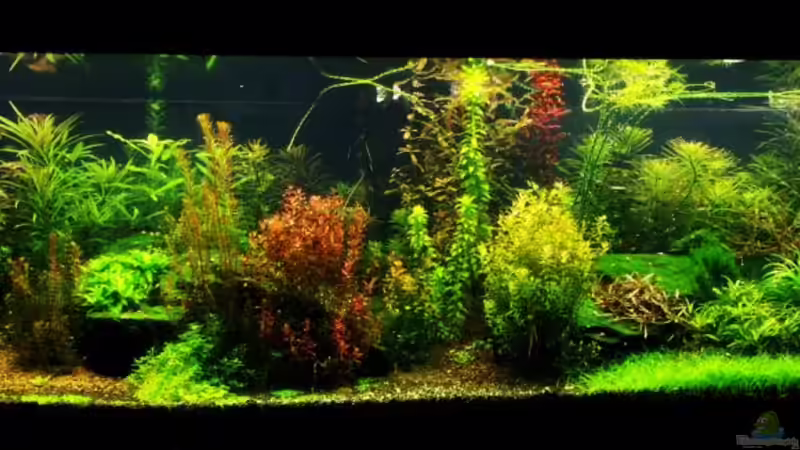 Rocks in the Jungle Rocks in the Jungle