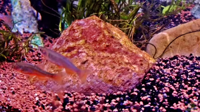 Danio roseus im Aquarium halten (Einrichtungsbeispiele für Rosenbärbling)