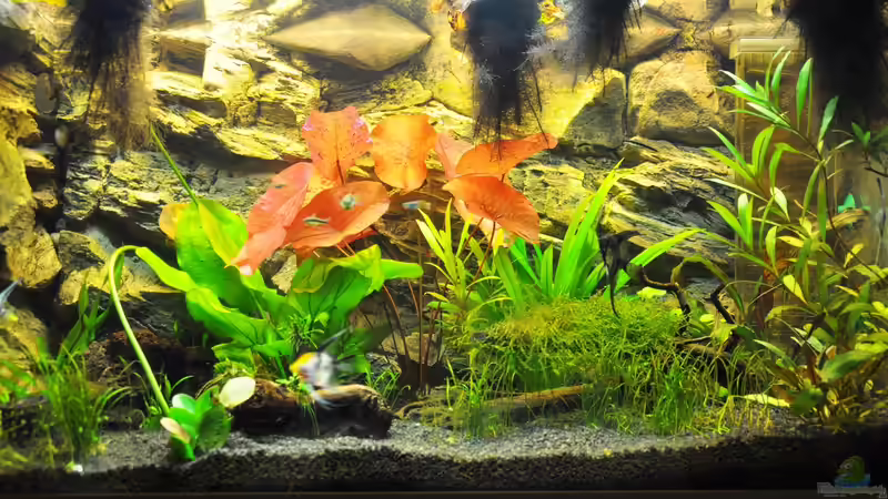 Rot-Grün-Schwäche Rot-Grün-Schwäche