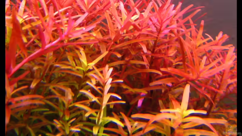 Rotala indica im Aquarium (Einrichtungsbeispiele mit Indische Rotala)