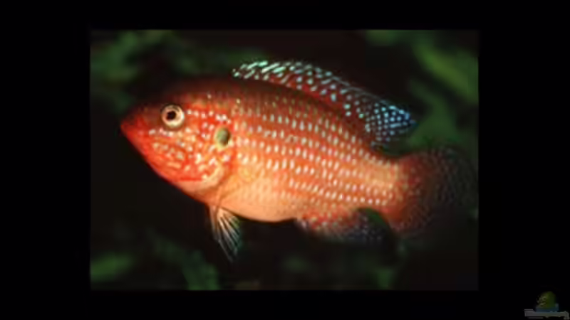 Aquarien mit Hemichromis letourneauxi (Roter Buntbarsch)