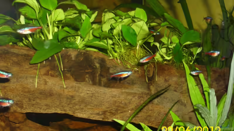 Anubias im Aquarium pflegen (Einrichtungsbeispiele mit Speerblatt)