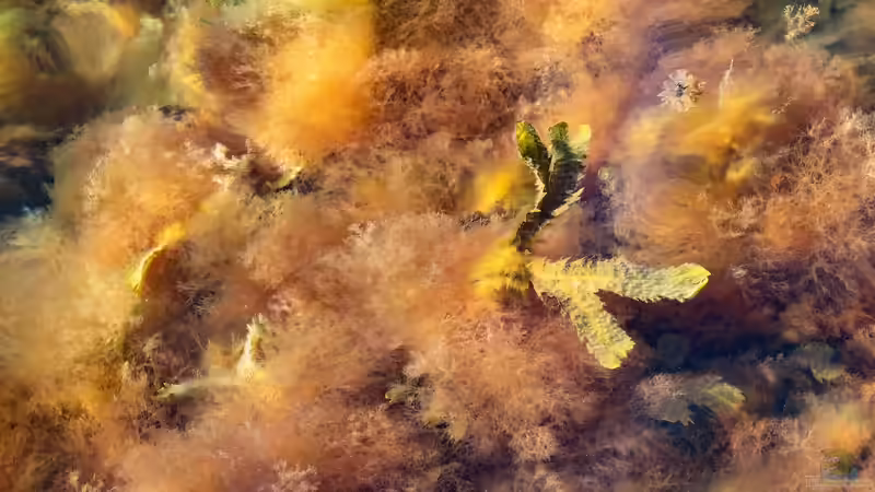 Rotes Wasser und Ablagerungen im Gartenteich – Eisen oder Rotalge?