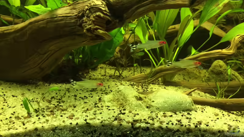 Aquarien mit Hemigrammus rhodostomus (Rotmaulsalmler)
