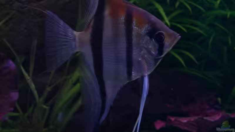 Rotrückenskalar, 1 Jahr alt, Spannweite 14 cm. Rotrückenskalar, 1 Jahr alt, Spannweite 14 cm.