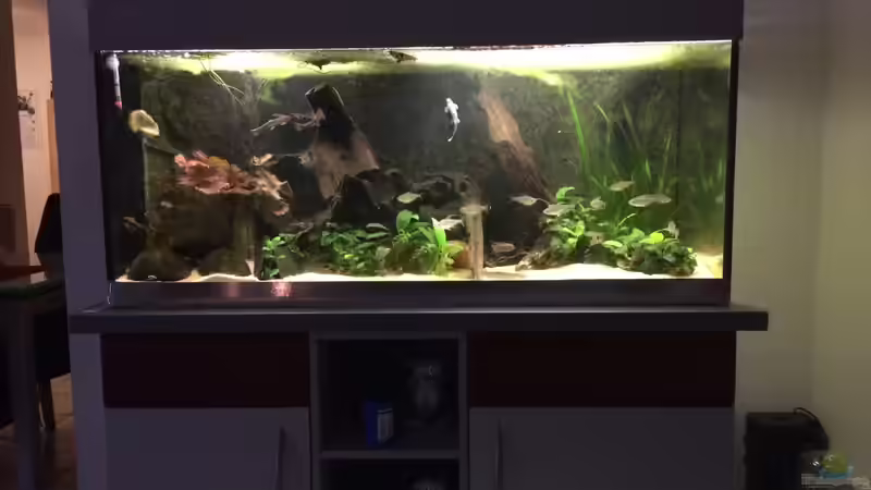 Rubens Westafrika Rubens Westafrika