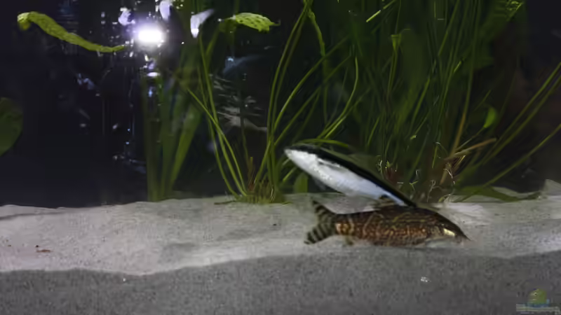 Einrichtungsbeispiele für Botia lohachata (Netzschmerle)