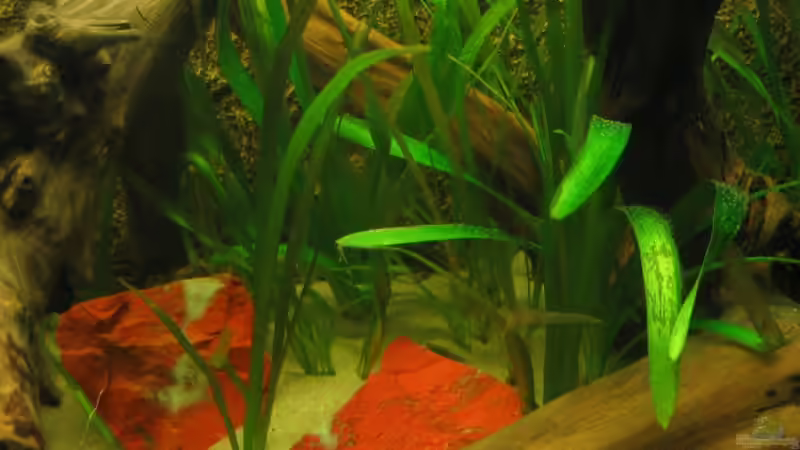 Sagittaria platyphylla im Aquarium (Einrichtungsbeispiele mit Breitblättriges Pfeilkraut)