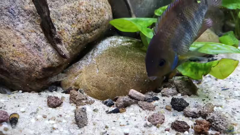 Einrichtungsbeispiele für Amatitlania sajica (Sajica-Buntbarsch)