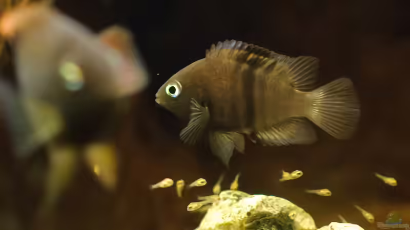 Sajica Neujahrsbabys :-) Sajica Neujahrsbabys :-)