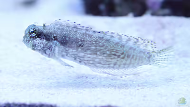 Aquarien mit Salarias fasciatus (Juwelen-Felshüpfer)