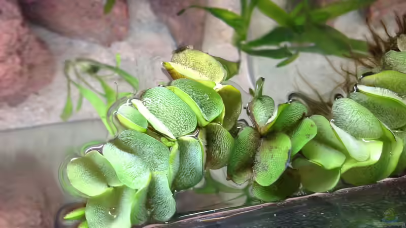Salvinia natans im Aquarium (Einrichtungsbeispiele mit Gemeiner Schwimmfarn)