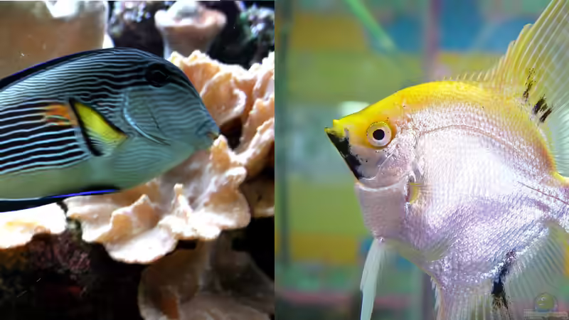 Salzwasser oder Süßwasser: Warum können Fische nicht beides?