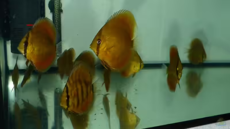 Diskusfische im Aquarium halten (Einrichtungsbeispiele mit Symphysodon)