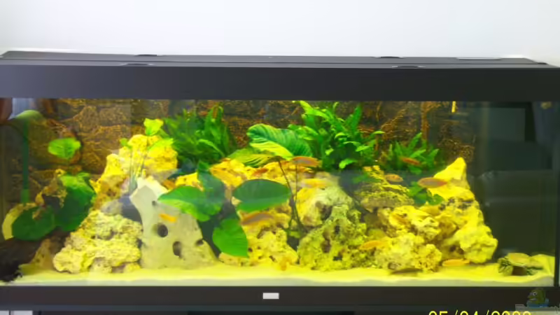 saolosi becken saolosi becken