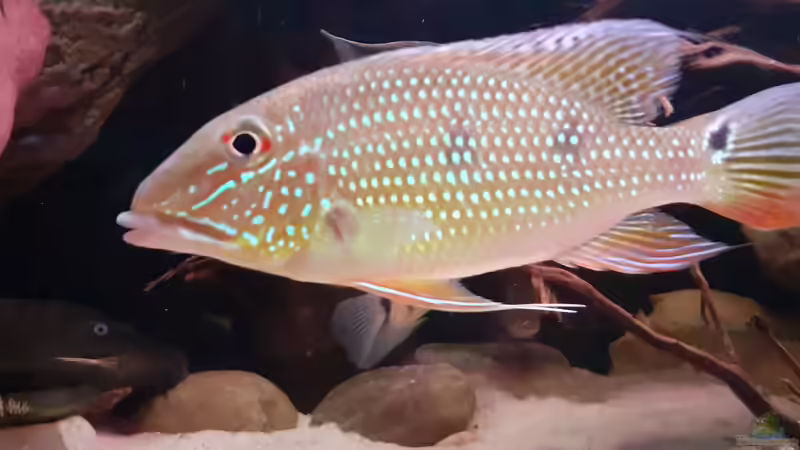 Einrichtungsbeispiele für Satanoperca daemon (Dreifleck-Erdfresser)