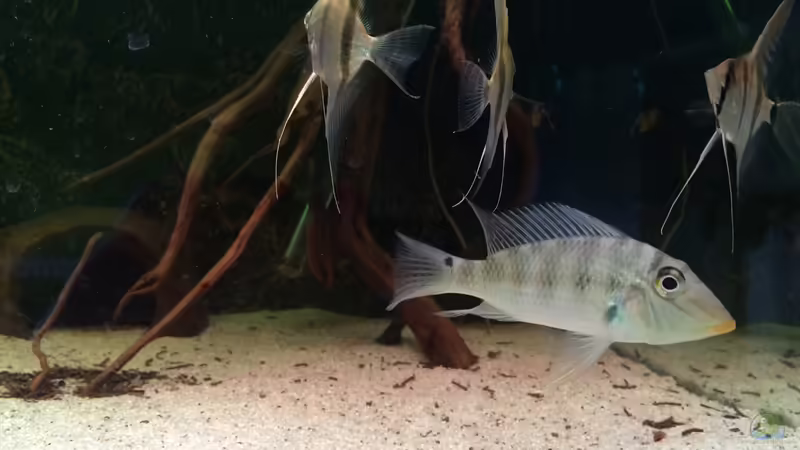 Einrichtungsbeispiele für Satanoperca jurupari (Teufelsangel)