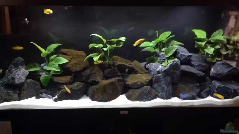 Saulosi Reef Saulosi Reef