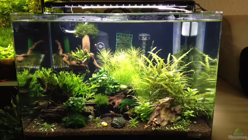 Scapers Tank Scapers Tank