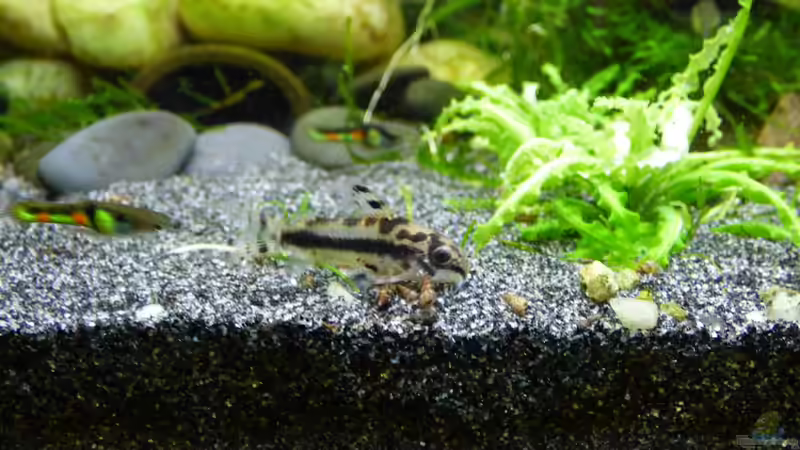 Aquarien mit Poecilia wingei (Endlers Guppy)
