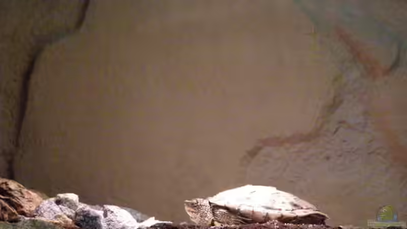 Einrichtungsbeispiele für Nordamerika-Aquarien