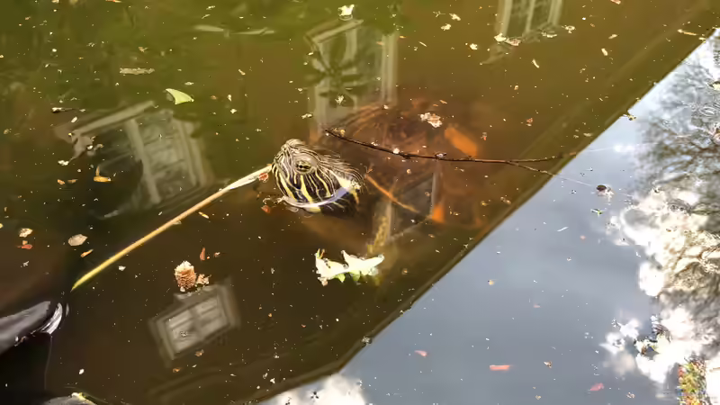 Schildkröten ab sofort wieder im Gartenteich!