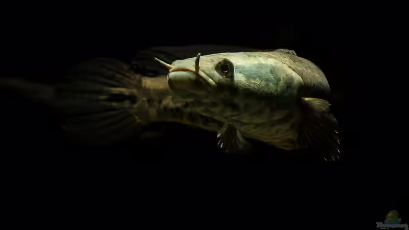 Schlangenkopffische: Probleme als invasive Arten