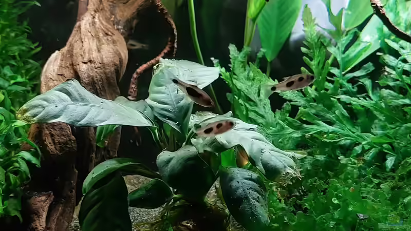 Enteromius hulstaerti im Aquarium halten (Einrichtungsbeispiele für Schmetterlingsbarben)