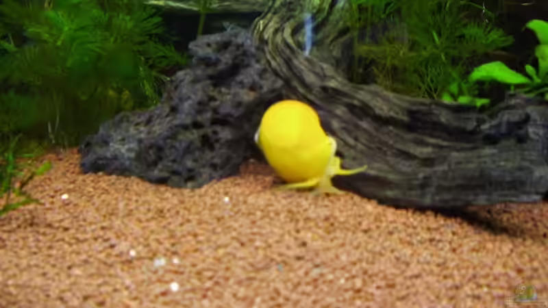 Schnecken im Aquarium: Winzige Wunder, die dein Unterwasserparadies bereichern