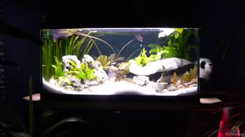 Schneckenbubabecken Schneckenbubabecken