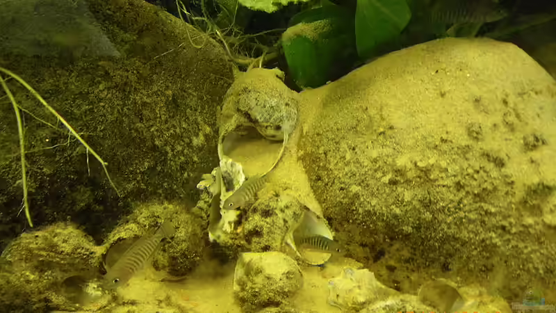 schneckenbuntbarsche schneckenbuntbarsche