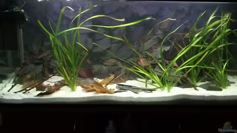 Schönes Chaos Schönes Chaos