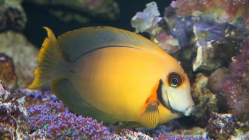 Aquarien mit Acanthurus pyroferus (Mimikrydoktor)