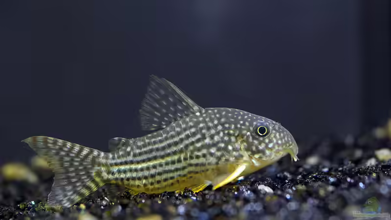 Schon gewusst: Panzerwelse sind Darmatmer!