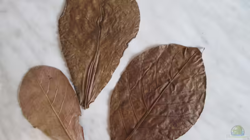 Schonende Heilmethoden für Fische