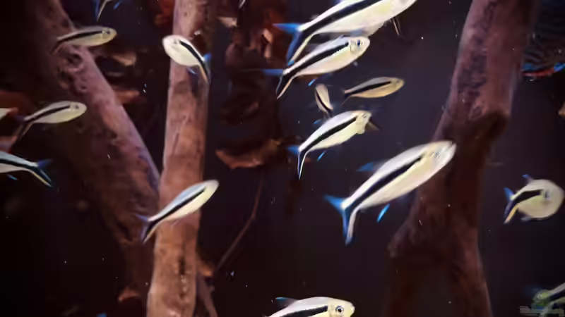 Aquarien mit Thayeria boehlkei (Schrägschwimmer)