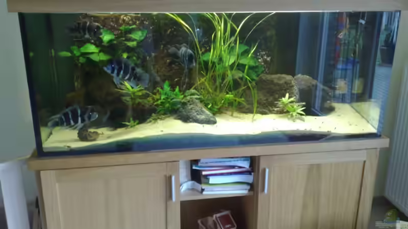 Schrank und Deckel Eiche massive Schrank und Deckel Eiche massive