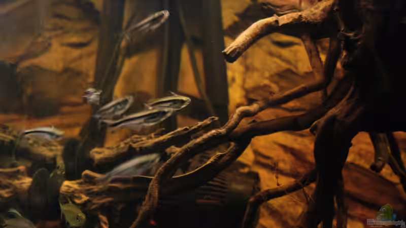 Pareutropius buffei im Aquarium halten (Einrichtungsbeispiele für Schwalbenschwanz-Glaswels)