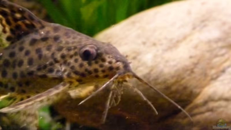 Aquarien mit Synodontis nigrita (Marmorierter Fiederbartwels)