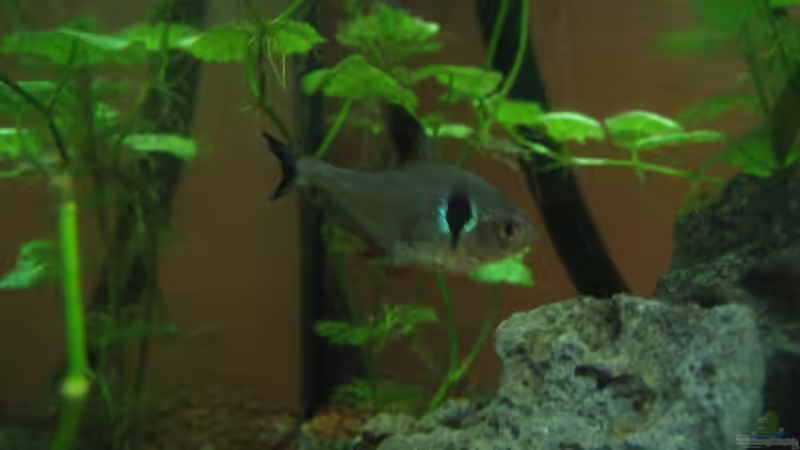 Hyphessobrycon megalopterus (Schwarzer Phantomsalmler)