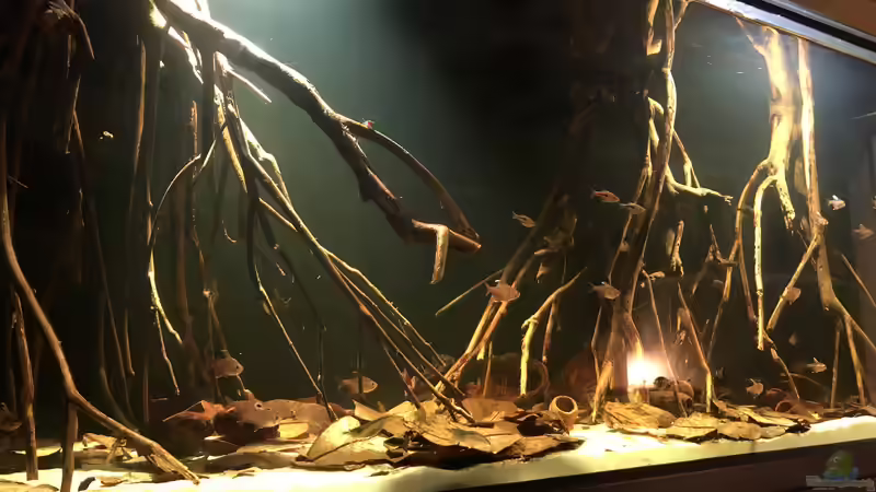 Schwarzwasser Aquarium 240 Liter Schwarzwasser Aquarium 240 Liter