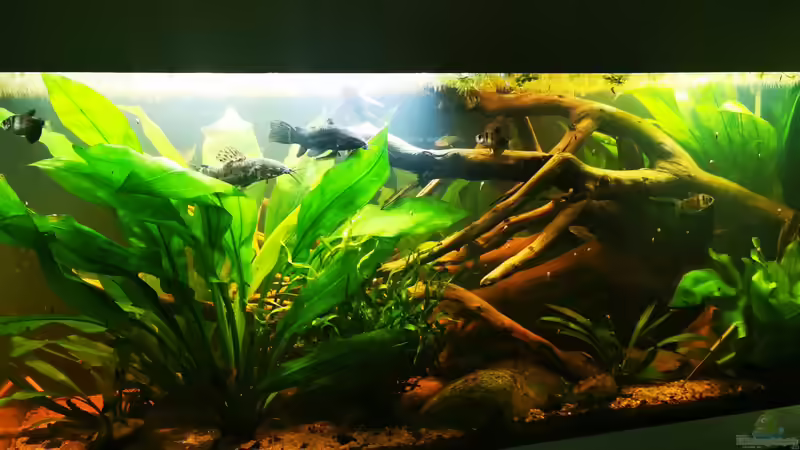 Schwarzwasser Südamerika Biotop Schwarzwasser Südamerika Biotop