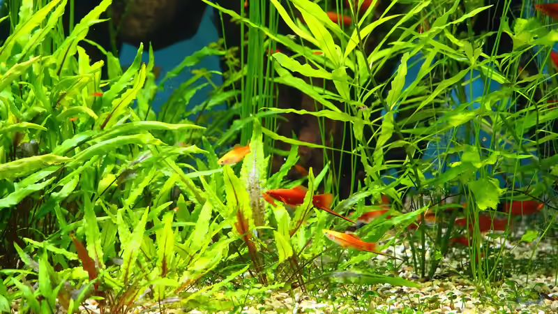 Schwertträger im Aquarium: Welchen Zweck hat die verlängerte Schwanzflosse wirklich?