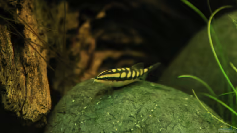 Schwimmendes Schachbrett im Aqua, die Yasuhikotakia sidthimunki/Schachbrettschmerle !