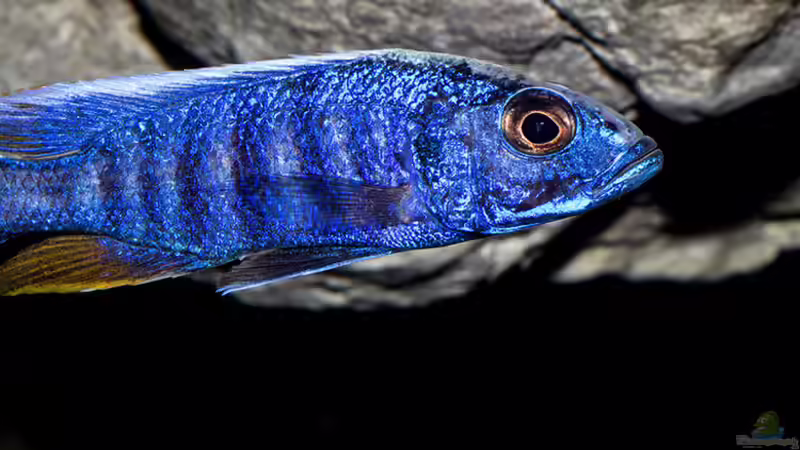 Einrichtungsbeispiele für Aquarien mit Sciaenochromis-Arten