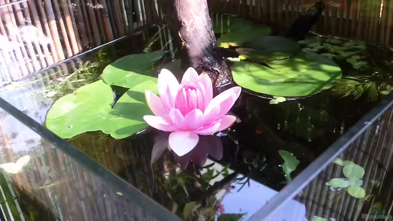 Seerose aufm Balkon Seerose aufm Balkon