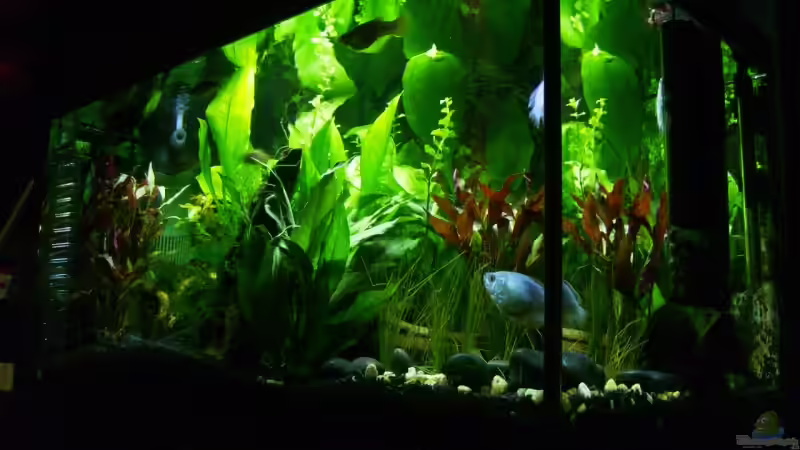 Seitliche Sicht des Aquariums Seitliche Sicht des Aquariums